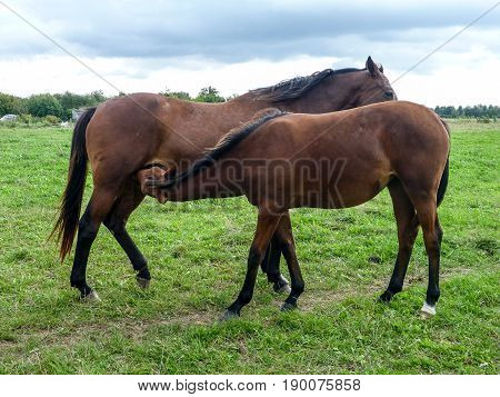 two brown horses on the green meadow