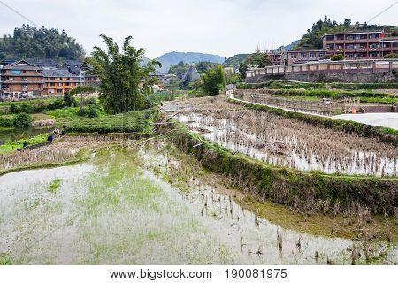 People Near Terraced Rice Fields In Chengyang