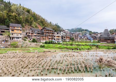 People Near Rice Paddy In Chengyang Village
