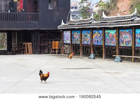 Cocks On Main Square In Chengyang Village