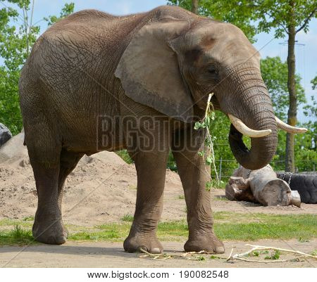 Elephants are large mammals of the family Elephantidae and the order Proboscidea. Two species are traditionally recognised, the African elephant (Loxodonta africana) and the Asian elephant