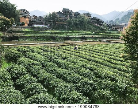 Picker On Tea Plantation In Chengyang Village