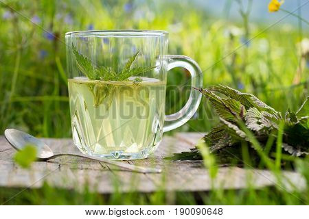 Fresh Spring Nettle. Suitable For Salad, Tea Or Use In Cosmetics