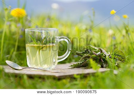 Fresh Spring Nettle. Suitable For Salad, Tea Or Use In Cosmetics