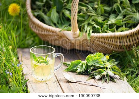 Fresh Spring Nettle. Suitable For Salad, Tea Or Use In Cosmetics