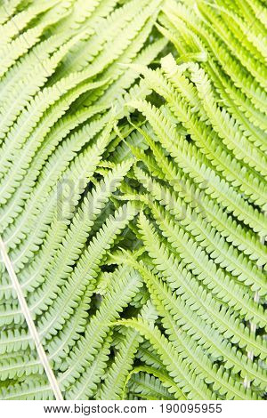 Fern polypody adder's tongue plant abstract background texture