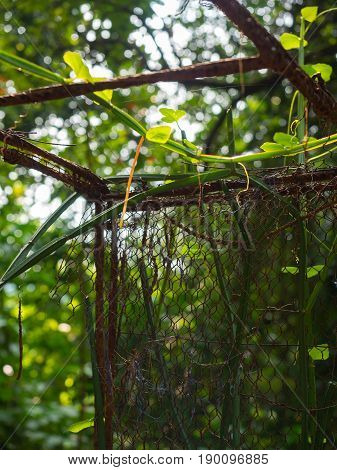 Iron mesh in tropical forest of Sri Lanka
