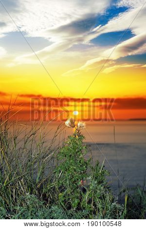 beautiful yellow sunset over loop head with the wild tall thistles on the wild atlantic way in ireland