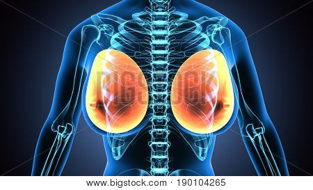 Female Breast Anatomy Illustration . 3D render