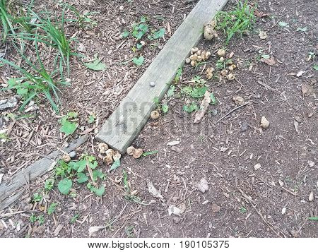 many mushrooms growing on wood chip path