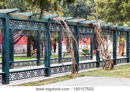 Alley In Public Park In Beijing City In Spring