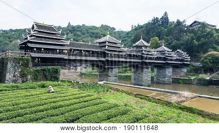 Tea Field And Chengyang Wind And Rain Bridge