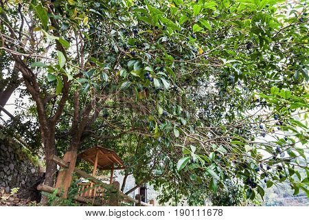 Plum Tree With Ripe Fruits In Chengyang Country