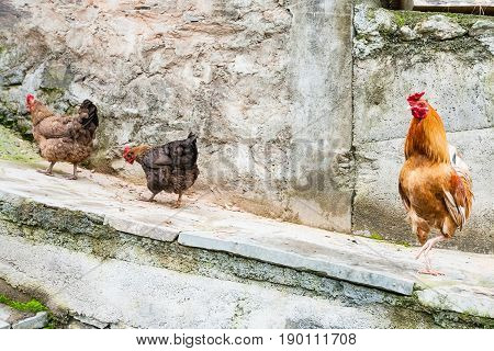 Red Rooster And Two Chickens On Street