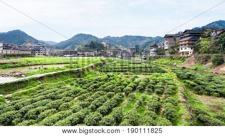 Tea Plantations In Chengyang Village