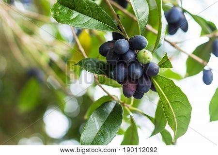 Bunch Of Ripe Fruits On Plum Tree In Chengyang