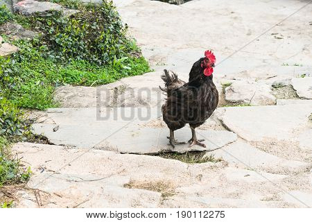Black Cock On Street In Chengyang Village