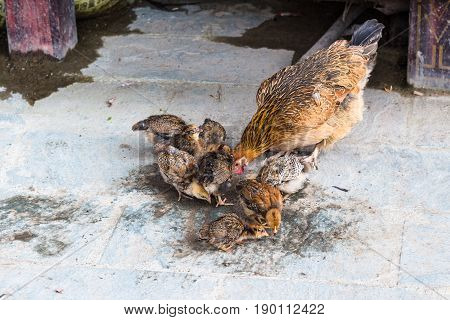 Hen With Chicks Pecking Grains On Street