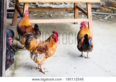 Several Roosters On Street In Chengyang Village