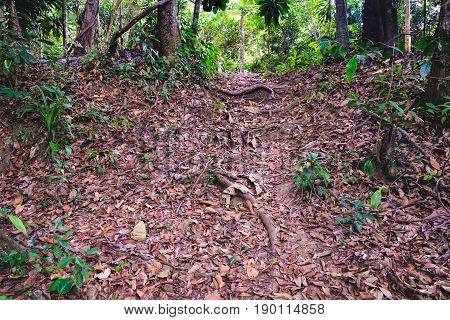 Walking trail in Thai dark tropical forest Mu Koh Chang National Park, Chang island, Thailand. Path to the Khlong Phlu waterfall. Natural background. Soft Focus.
