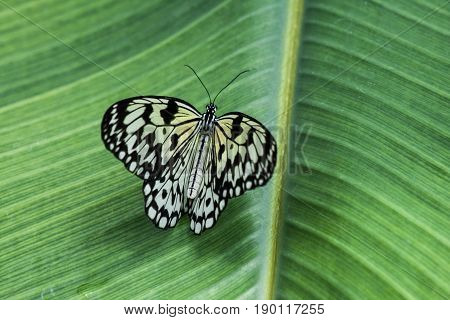 Butterfly In The Nature Green Forest Habitat