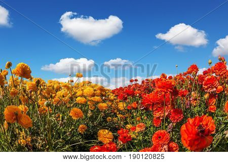 Luxury garden buttercups. The kibbutz in southern Israel. Fluffy clouds over the floral splendor. Concept of rural tourism and agrotourism 