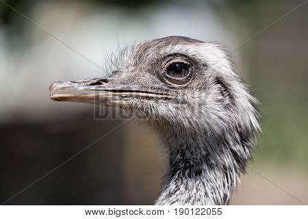 Portrait of an african ostrich close up.