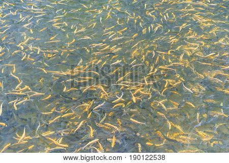 Adult amber trout fish in an artificial pond. School of fish in trout farm. Bright yellow and orange fish. Breeding of trout for food industry.