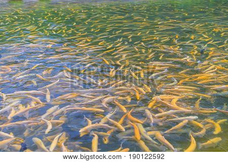 Close up of adult amber trout fish in an artificial pond. School of fish in trout farm. Bright yellow and orange fish. Breeding of trout for food industry.