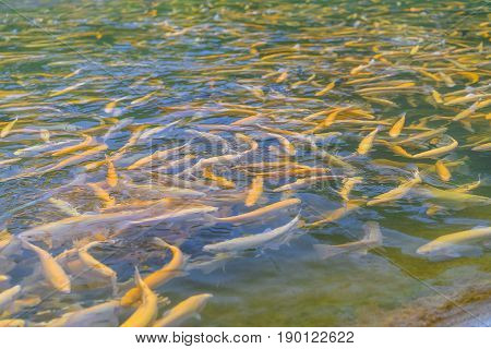 Close up of adult amber trout fish in an artificial pond. School of fish in trout farm. Bright yellow and orange fish. Breeding of trout for food industry.