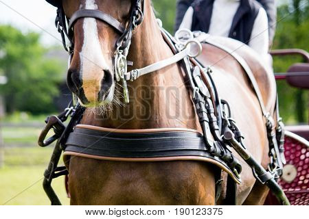 Close Up Of Horse Drawn Carriage Tack