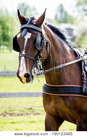 Portrait Of Horse Pulling Carriage In Summer