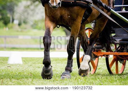 Close Up Of Horse Pulling Carriage In The Field