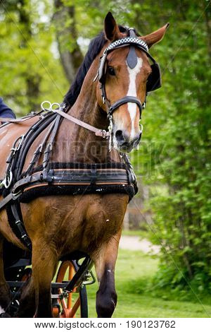 Portrait Of Horse Pulling Carriage In Summer