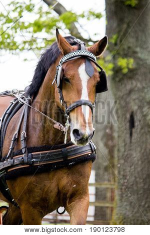 Portrait Of Horse Pulling Carriage In Summer