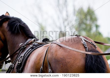 Close Up Of Horse Drawn Carriage Tack