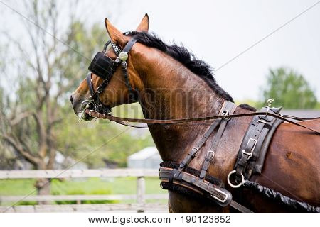 Portrait Of Horse Pulling Carriage In Summer