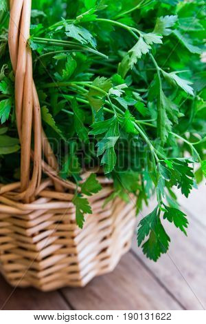 Bunch of fresh organic parsley from garden in a wicker basket on plank wood table rustic style soft natural light close up