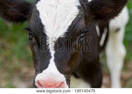 close up of baby Holstein dairy cow