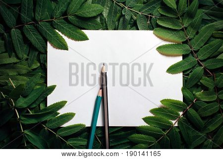 The layout of the green leaves of a wild ash with paper for notes and pencils. The natural concept. View from above. Low key. Flat lay. Copy space.