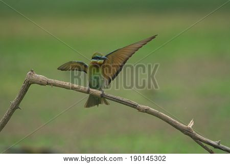 Beautiful Blue Tailed Bee Eater Flying