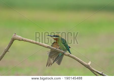 Beautiful Bird Blue Tailed Bee Eater