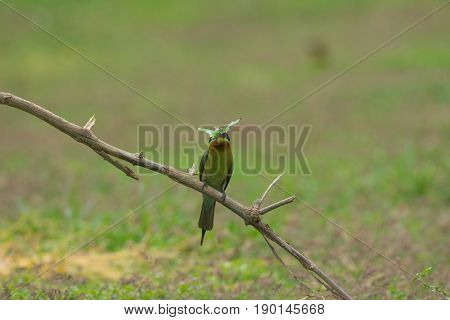 Beautiful Bird Blue Tailed Bee Eater