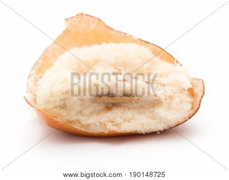 Eleagnus on a white background . A photo