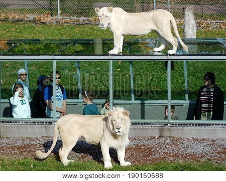 HEMMINGFORD QUEBEC CANADA 08 10 13: People watch timbavati white lion in the glass tunnels are designed so that you can watch these majestic felines from three different angles above, beside and below