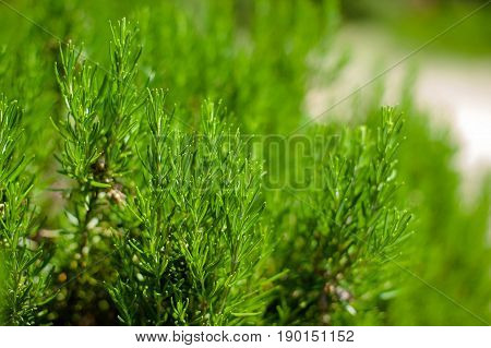 Fresh and young rosemary branch against golden sunlight. Herbal background with copy space, essential oils and Mediterranean cuisine concept.