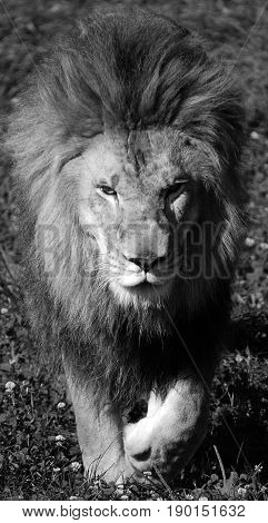 Male lion: Highly distinctive, the male lion is easily recognized by its mane, and its face is one of the most widely recognized animal symbols in human culture.