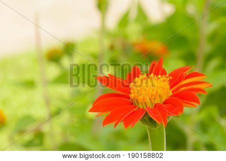 Mexican Sunflower