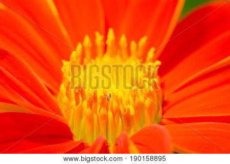 Pollen Of Flowers