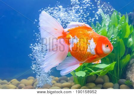 Goldfish In The Cabinet